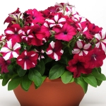 PETUNIA BURGUNDY STARLIGHT MIXED