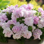 PETUNIA DOUBLE CASCADE ORCHID MIST F1
