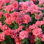 PETUNIA DOUBLE DUO SALMON F1