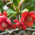 SCHIZANDRA GRANDIFLORA RUBRA