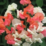 SWEET PEA CITRUS TANG