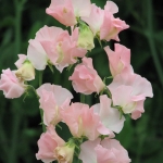 SWEET PEA HEAVEN SCENT