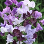 SWEET PEA WILDERNESS