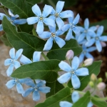 TWEEDIA CAERULEA HEAVENLY BLUE