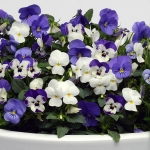 VIOLA SORBET BLUEBERRY SUNDAE MIXED F1