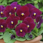 VIOLA SORBET CARMINE ROSE F1