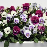 VIOLA SORBET RASPBERRY SUNDAE MIXED F1