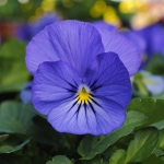 VIOLA SORBET TRUE BLUE F1