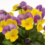 VIOLA SORBET YELLOW PINK JUMP UP F1
