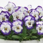 VIOLA SORBET COCONUT SWIRL F1