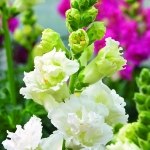 ANTIRRHINUM MADAME BUTTERFLY IVORY F1