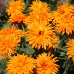 CALENDULA CALEXIS ORANGE