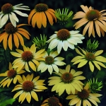 ECHINACEA PURPUREA MELLOW YELLOW