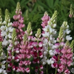LUPIN AVALUNE RED & ROSE SHADES