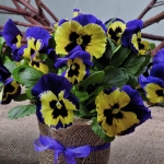 PANSY INSPIRE YELLOW WITH PURPLE WING F1