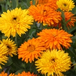 CALENDULA CALEXIS MIXED