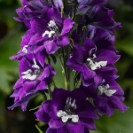 DELPHINIUM DELPHINA VIOLET BLUE
