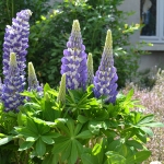 LUPIN MINI GALLERY BLUE BICOLOUR