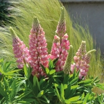 LUPIN MINI GALLERY PINK BICOLOUR