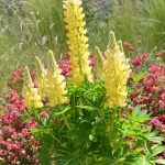LUPIN MINI GALLERY YELLOW