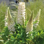 LUPIN MINI GALLERY WHITE