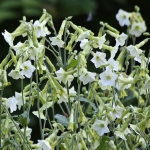 NICOTIANA STARLIGHT DANCER