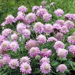 SCABIOSA PINK DIAMONDS