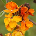 WALLFLOWER SUGAR RUSH ORANGE F1