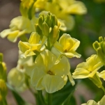 WALLFLOWER SUGAR RUSH PRIMROSE F1