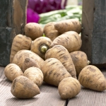 CHERVIL ROOT