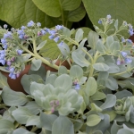 OYSTER LEAF
