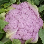 CAULIFLOWER PARMAC F1