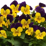 VIOLA SORBET YELLOW VIOLET JUMP UP F1