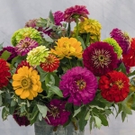 ZINNIA FLORIST SUMMER BOUQUET MIXED F1