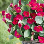 NASTURTIUM BABY DEEP ROSE