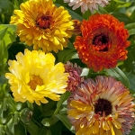 CALENDULA PLAYTIME MIXED