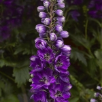 DELPHINIUM DELPHINA DARK BLUE
