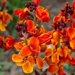 WALLFLOWER SUNSET BRONZE F1