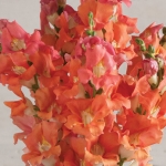 ANTIRRHINUM CHANTILLY BRONZE F1