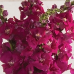 ANTIRRHINUM CHANTILLY PURPLE F1