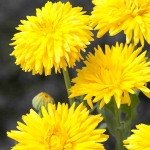 CALENDULA PORCUPINE YELLOW