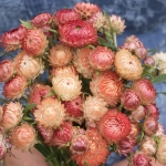 HELICHRYSUM APRICOT PEACH MIXED