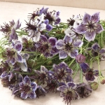 NIGELLA DELFT BLUE