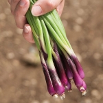 ONION BUNCHING DEEP PURPLE