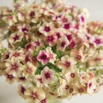 PHLOX DRUMMONDI CHERRY CARAMEL