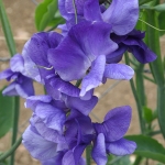SWEET PEA HEATHCLIFF