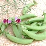 PEA MAGNOLIA BLOSSOM