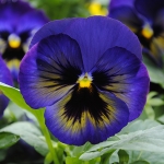 PANSY MATRIX MIDNIGHT GLOW F1