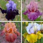 CAPTIVATING BEARDED IRIS COLLECTION