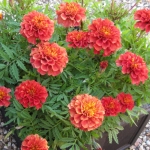 MARIGOLD STRAWBERRY BLONDE